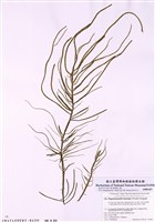 藏品(異絲藻)的圖片